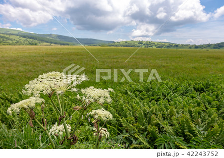 霧ヶ峰湿原　(7月　晴れ　八島ヶ原) 42243752