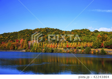 鏡山公園の紅葉 42243864