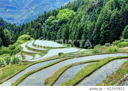 樫原の棚田 42243921