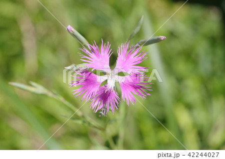 カワラナデシコ 42244027