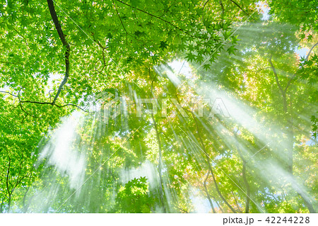 森林と光芒 42244228