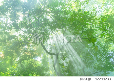森林と光芒 42244233