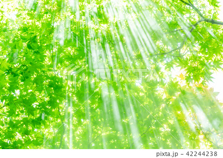 森林と光芒 42244238