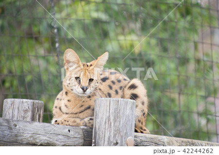 おすわりサーバル 42244262