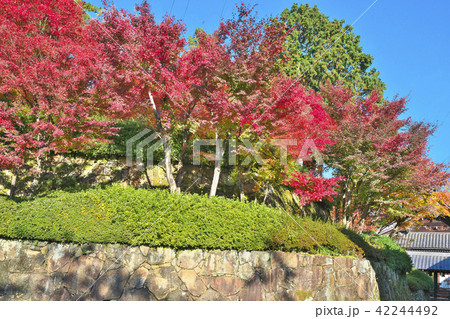 秋盛りの光明寺 42244492