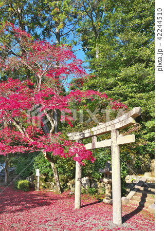 秋盛りの光明寺 42244510