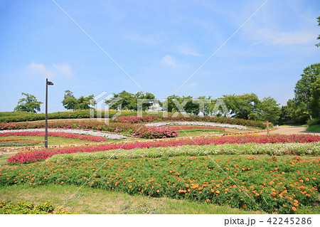 夏の公園 丘陵花壇 夏の公園 丘陵花壇 42245286