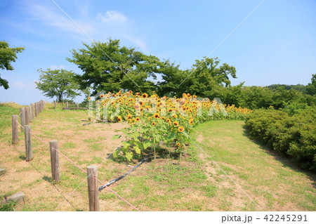 夏の公園 ヒマワリの花 夏の公園 ヒマワリの花 42245291