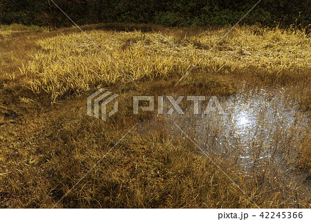 草紅葉に囲まれる池塘 42245366