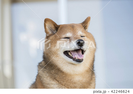 かわいい柴犬のポートレート 目つむりの写真素材