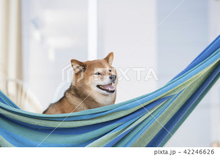 ハンモックとかわいい柴犬 ハンモックとかわいい柴犬 42246626