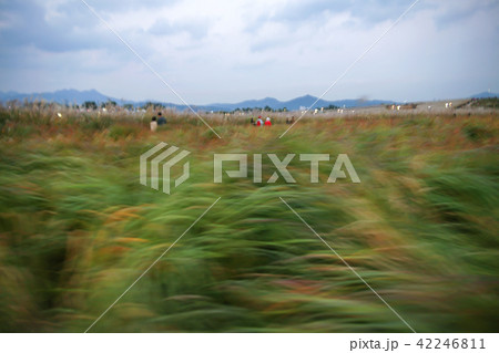 ソウル 韓国 屋外 42246811