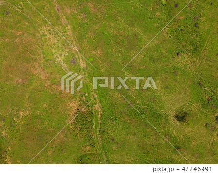 草原〜ドローンで空撮（朝霧高原／静岡県富士宮市） 42246991