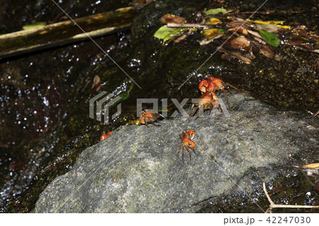 アカテガニ 42247030