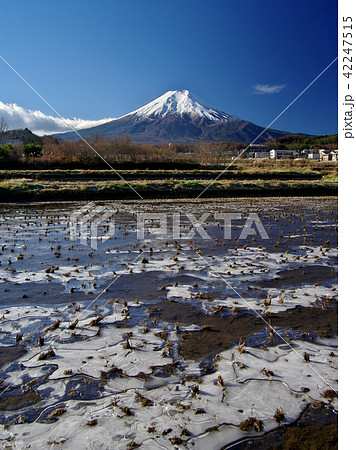 凍てる朝 42247515