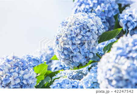 紫陽花 アジサイ あじさい 42247542