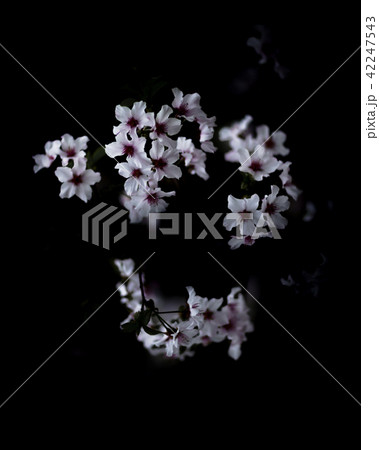 白い花 白花 白色の花 42247543