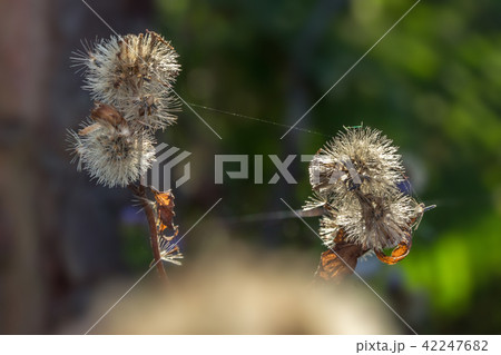 plants dandelions plants dandelions 42247682