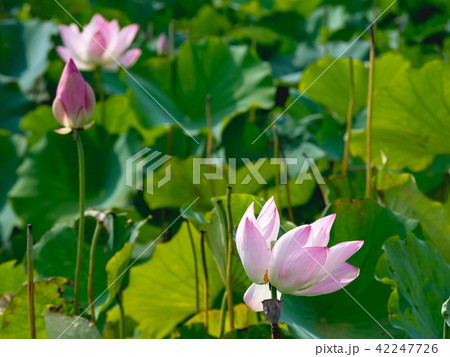 lotus in summer day 42247726