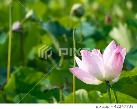 lotus in summer day lotus in summer day 42247738