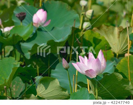lotus in summer day lotus in summer day 42247740