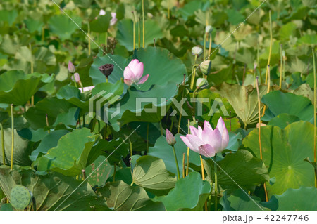 lotus in summer day lotus in summer day 42247746