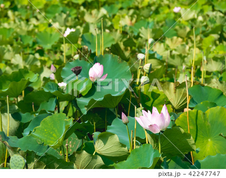 lotus in summer day lotus in summer day 42247747