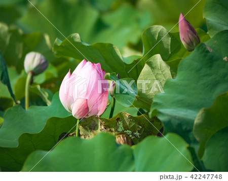 lotus in summer day lotus in summer day 42247748