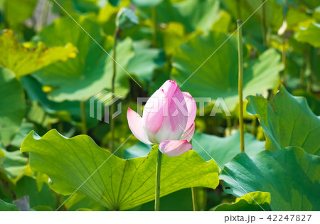 lotus in summer day 42247827