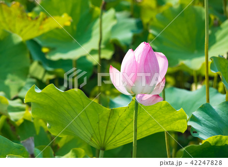 lotus in summer day 42247828