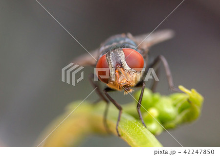 Fly ,Insect,on the green grass. Fly ,Insect,on the green grass. 42247850