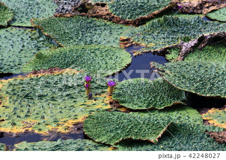 オニバスの花 42248027