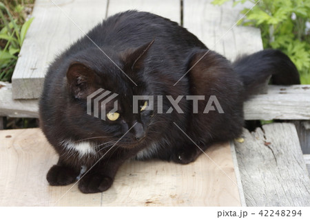 野良猫の写真 野良猫の写真 42248294