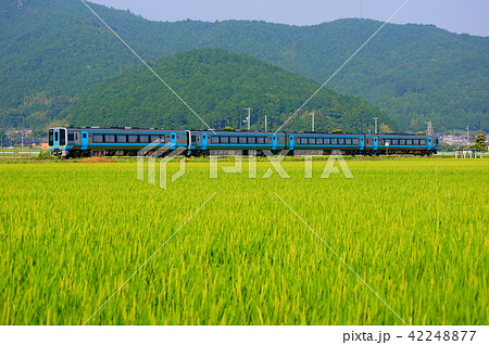 緑の水田の横を走る2000系気動車・特急「宇和海」 42248877