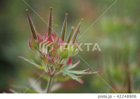 アメリカフウロ 42248906