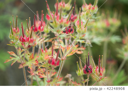 アメリカフウロ アメリカフウロ 42248908