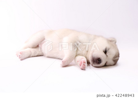 ハスキー 子犬 ハスキー 子犬 42248943