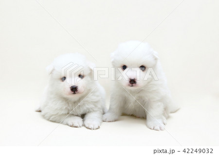 スピッツ 子犬 スピッツ 子犬 42249032