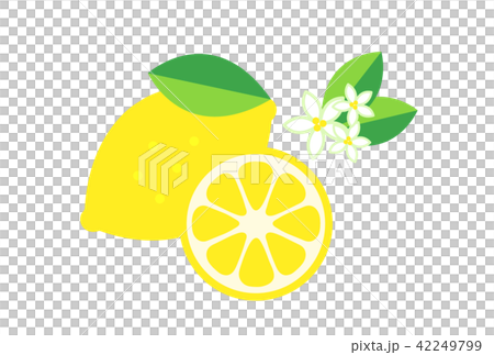 レモン レモン 42249799