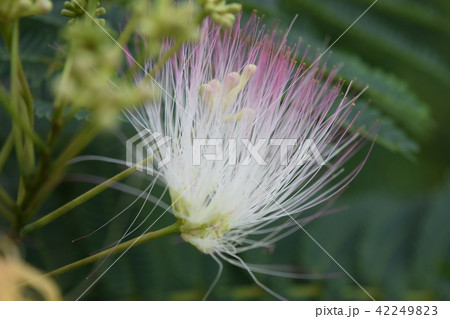 ネムノキ(花) 42249823