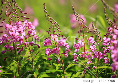 志賀高原のヤナギランの写真素材