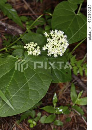 イケマの花 42250289
