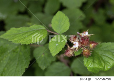 ナワシロイチゴ 42250296