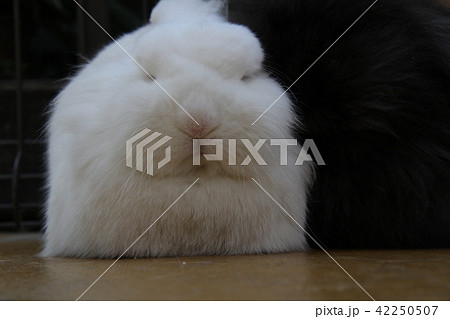 ウサギ ウサギ 42250507