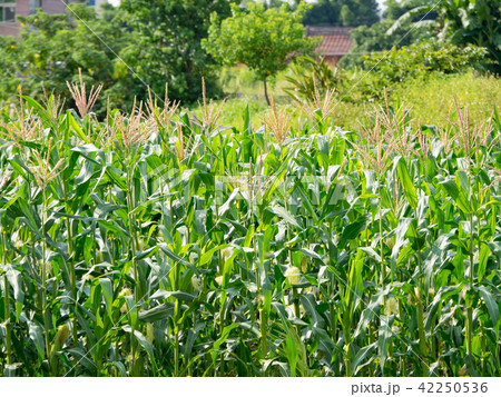 Corn farm in Taiwan Corn farm in Taiwan 42250536