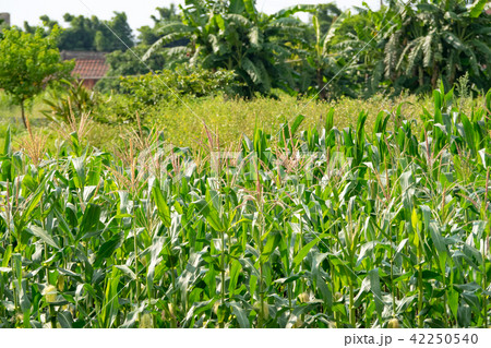 Corn farm in Taiwan 42250540