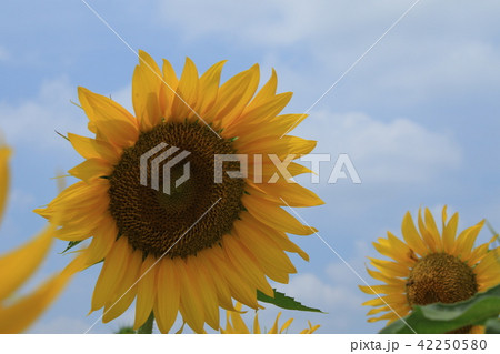 向日葵 42250580