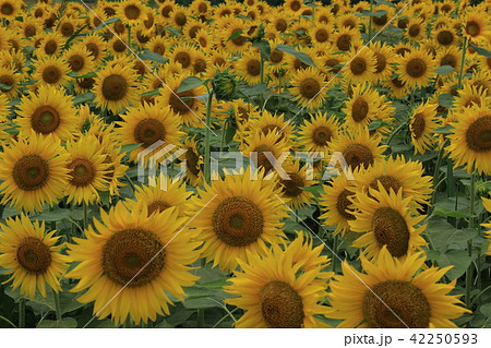 向日葵 42250593