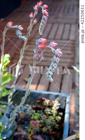 多肉植物 カリフォルニア 屋外 夏 エケベリア 花うらら 花の写真素材