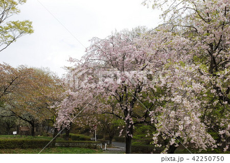 桜 42250750